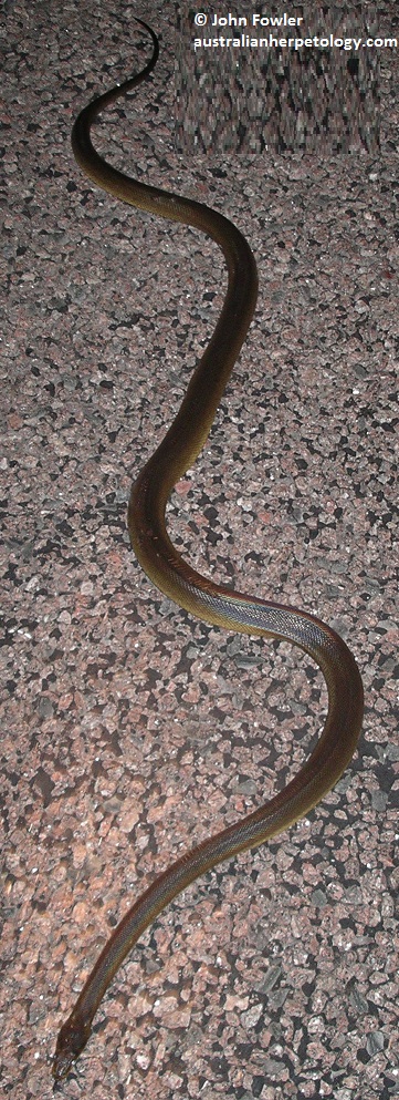  Water Python Liasis  fuscus